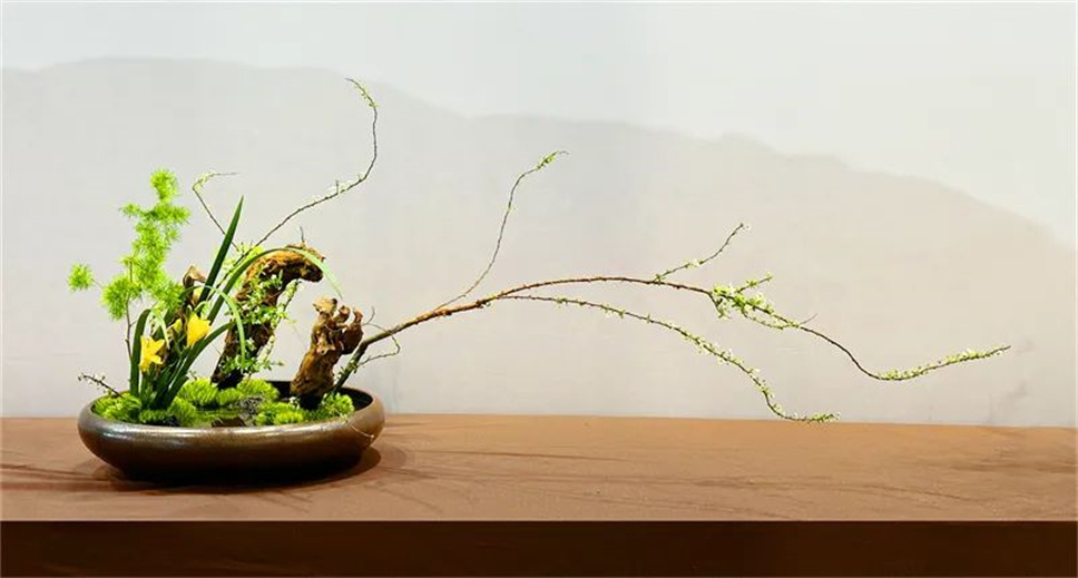 【采薇專欄】傳統(tǒng)插花要破圈兒？17個(gè)流派、名師的200個(gè)作品點(diǎn)亮南京“最美花展”